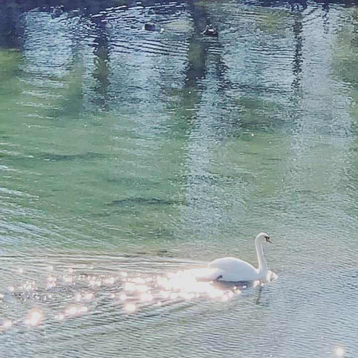 山本真由美のインスタグラム：「. . 🦢✨✨✨✨✨✨✨✨✨✨✨✨✨✨✨✨✨✨✨✨✨✨〰きらきら〰 . .  #長野 #松本 #松本城　 #nagano #matsumoto  #matsumotocastle #japan  #天守閣 #城 #nature #mountains  #アルプス #山脈 #bird #swan  #歴史 #history #白鳥 #きらきら　 #天晴れ #あっぱれ #まゆみ」