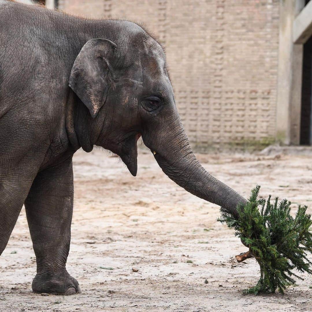E! Onlineさんのインスタグラム写真 - (E! OnlineInstagram)「The Berlin Zoo has an annual tradition of giving their elephants small Christmas trees to eat and play with as a way to close out the season. 💚We just thought you needed to see this today. (📷: Getty Images)」1月8日 10時16分 - enews