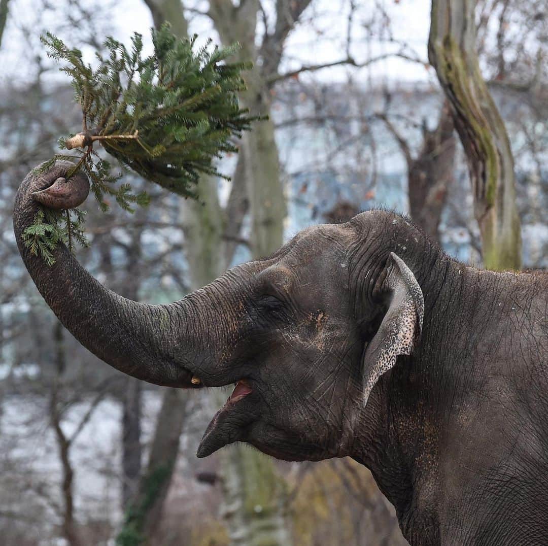 E! Onlineさんのインスタグラム写真 - (E! OnlineInstagram)「The Berlin Zoo has an annual tradition of giving their elephants small Christmas trees to eat and play with as a way to close out the season. 💚We just thought you needed to see this today. (📷: Getty Images)」1月8日 10時16分 - enews