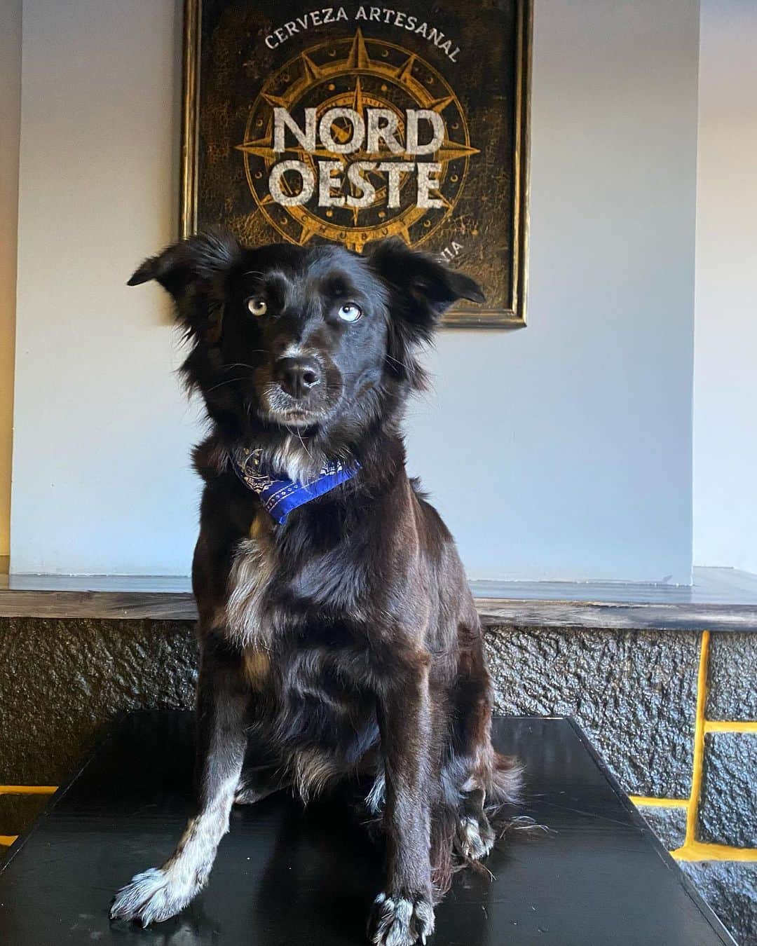 マルセロ・ブロン カウンティ・オブ・ミランのインスタグラム：「Noa posing for our family beer @nordoeste @gianni_burlon_nasif #elbolson #patagonia #cervecerianordoeste」