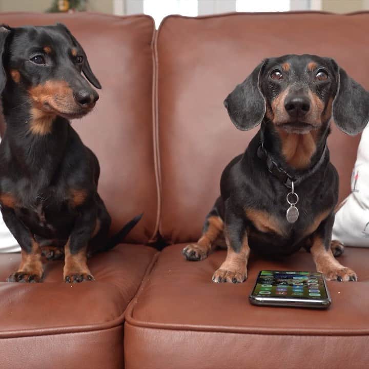 のインスタグラム：「“Oakley with his new iPhone.. 😝 And GUESS WHAT - a surprise new feature episode is coming this Saturday morning featuring Oakley! Don’t miss it!” ~ Crusoe」