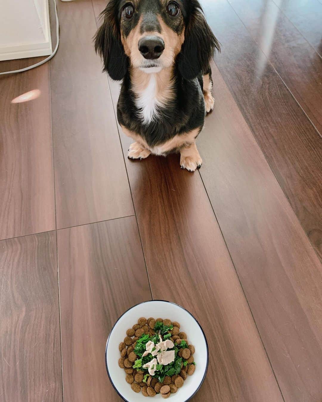 高原愛のインスタグラム：「モモの記録ごはん1🍚今年の目標の一つに自分の健康管理に加えてモモの健康管理もあげているのですが、全部手作りにするのは難しいのでドライフードに野菜やお肉、魚をトッピングする簡単な方法で取り組んでみます😋😊✨嬉しそうに食べてくれてわたしも嬉しい❣️食べ終えた反応で美味しかったのかが分かるから本当に犬ってわかりやすい😚可愛いなぁ✨  今日はドライフードに、ほうれん草と豚肉のトッピング👩‍🍳🍽  #いぬごはん#てづくりごはん365#犬ごはん#ドッグフード#国産フード#ドライフード#手作りフード#手作りドッグフード#ウェットフード#わんこごはん#犬ごはんレシピ#ドッグフードレシピ#簡単ごはん#おうちごはん#ミニチュアダックス#短足部#いぬのいる暮らし#犬のいる生活#いぬのきもち#モモの記録ごはん#💕」
