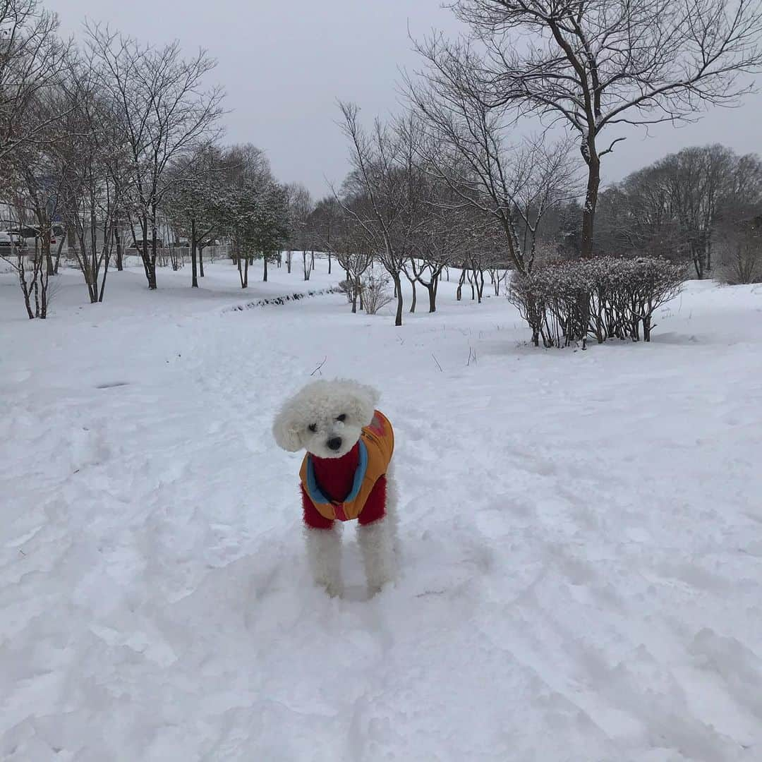 Izumi Kanno??のインスタグラム：「☮️ -3℃☃️ * The cold never bothered me anyway ✌︎✌︎(ᵔᴥᵔ) ＊ ＊ ＊」