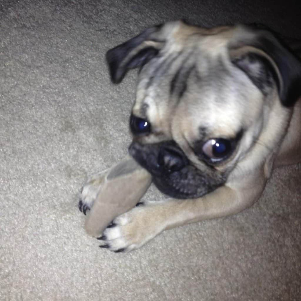 itsdougthepugさんのインスタグラム写真 - (itsdougthepugInstagram)「Here are some pictures of baby Doug to lower ur anxiety. Hang in there, I love u.」1月8日 1時49分 - itsdougthepug