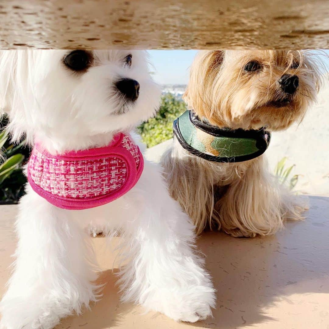 Kodie Bearさんのインスタグラム写真 - (Kodie BearInstagram)「💛💛Catwalk 🐈🐈‍⬛Fashionistas🐶🐶💛💛」1月8日 2時39分 - kodietheyorkie