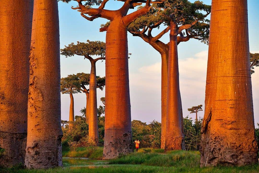 thephotosocietyさんのインスタグラム写真 - (thephotosocietyInstagram)「Photo by Pascal Maitre @maitre.pascal Madagascar,alley of the Baobab  #Madagascar#baobab#nature #Storytelling #photojournalist  @ natgeo @canoneurope @canonambassador @agence_myop @panospictures」1月8日 2時41分 - thephotosociety