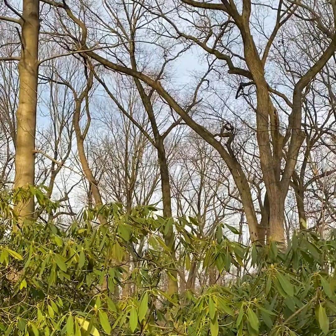 ニューヨーク植物園のインスタグラム：「Along the peaceful paths of the Native Plant Garden this winter, find an audio experience that inspires reflection on love, gratitude, acceptance, and our connection with nature during the pandemic. . Explore the winter highlights of this garden with the accompaniment of up to 72 recorded voices during Pete Wyer's "For Love and Only for Love: Letters to New York," part of @makemusicny's annual winter solstice festival. Hit the link in our bio to learn more about the project, the composer, and the five choral "letters" that make up the experience—now extended through February 14. . #MakeMusicNewYork #plantlove #AllInNYC」