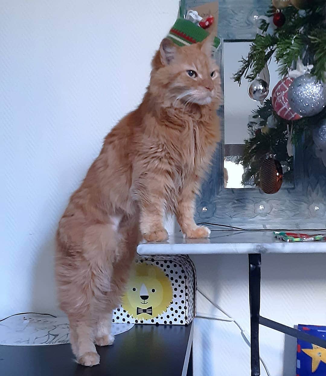 Homer Le Miaou & Nugget La Nugのインスタグラム：「Not that far #tbt of Homer standing proudly with his hairless belly, all ready to knock of some ornaments. Note the long legs, the waist, the neck... Aw my gorgeous boy!!! 😻 #IfIDontHaveBallsSoNeitherIsThatTree」