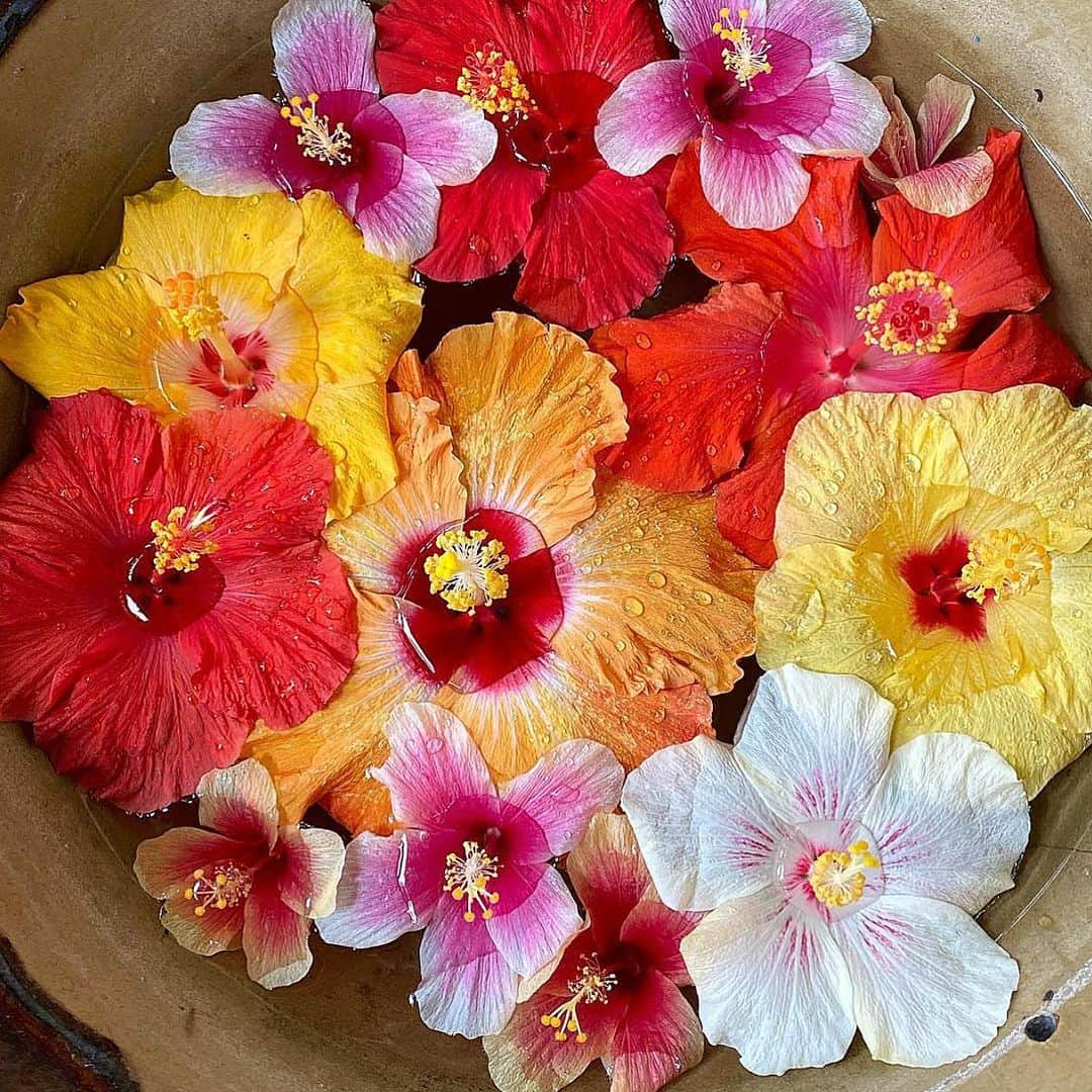 Lanikai Bath and Bodyさんのインスタグラム写真 - (Lanikai Bath and BodyInstagram)「A big bowl of c̶e̶r̶e̶a̶L̶ hibiscus, that’s how we like to start our day. ☀️ Begin your morning with Aloha and it will be a good one!   @norine1717  #hibiscus #aloha #goodvibes #noworries #love #hawaii #vacation #paradise #lanikai #kailua #floral #tropical #organic #natural」1月8日 3時09分 - lanikaibathandbody