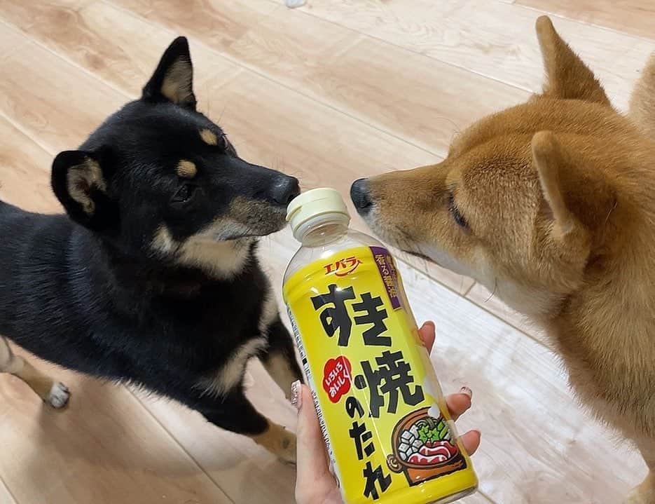 環奈（長沢菜々香の飼い犬）のインスタグラム：「くんくん  . . .  #豆柴#柴犬#日本犬#黒柴#黒豆柴#まめしば#しばいぬ#しば#しばすたぐらむ #こいぬ #柴  #ここ柴部#柴子犬 #shibalove #mameshiba #kuroshiba #shibainu #shiba #shibadog #shibastagram #shibastyle」