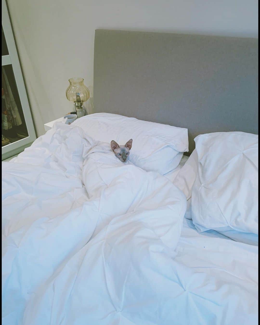 リアンヌさんのインスタグラム写真 - (リアンヌInstagram)「Sweet thing in my bed 🤨  朝が寒くてベッドから出たくなかったの」1月8日 3時47分 - cream_with_a_k