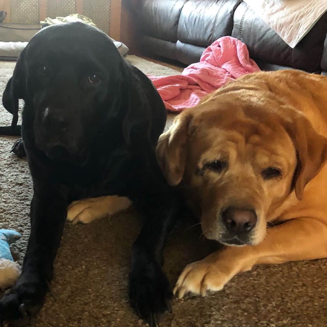 Jake And Gingerのインスタグラム：「Holding arms while watching tv 🥰 #labsofinstagram #married #marriedlife #labsinlove #labradorretriever #talesoflabs #labrador #petsofinstagram #pets #love #loveislove #dogs #dogsofinstagram」