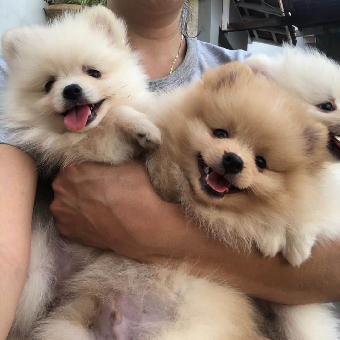 Regeneratti&Oliveira Kennelのインスタグラム：「Happy puppies ❤️ #pom #pomeranian #puppy #puppies #happy」