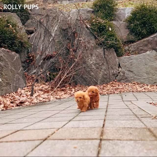 Paw Heartのインスタグラム：「Too cute😍 Cred: @rollypups.official」