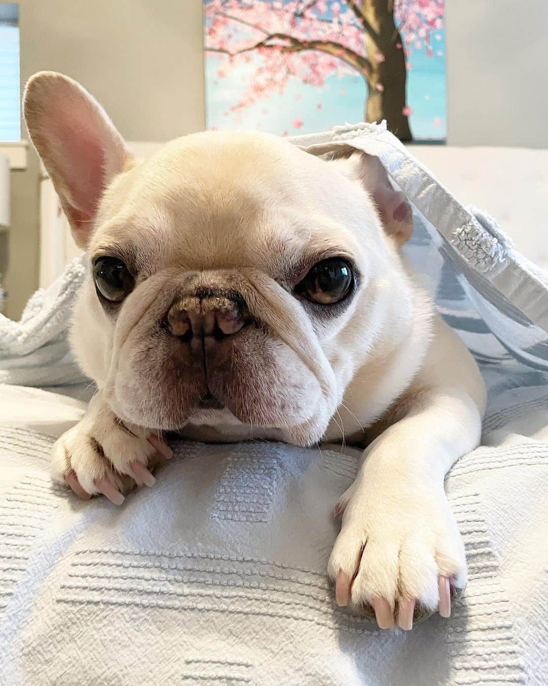 Sir Charles Barkleyのインスタグラム：「I’d like to cancel my subscription to 2021. I’ve experienced the free 7-day trial and I’m not interested #unsubscribe #heresto2022」