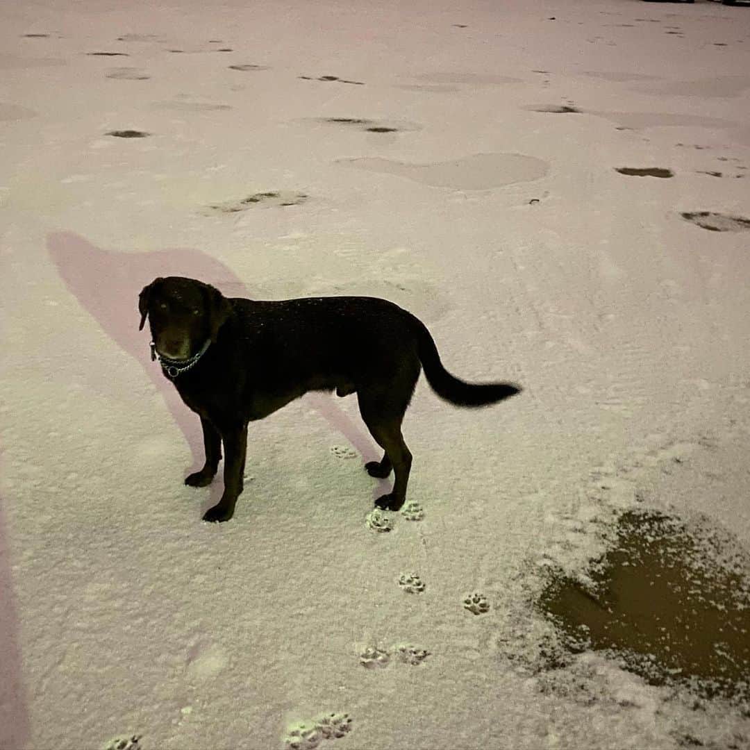 栗田善太郎のインスタグラム：「おはようございます 犬はよろこび」