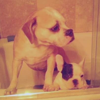 Manny The Frenchieのインスタグラム：「Throwback to a bad quality bath time photo with my big sister! 💕 #tbt」