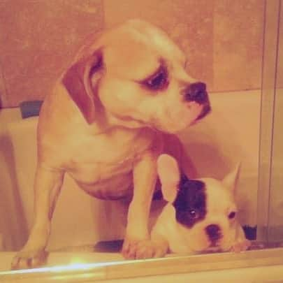 Manny The Frenchieさんのインスタグラム写真 - (Manny The FrenchieInstagram)「Throwback to a bad quality bath time photo with my big sister! 💕 #tbt」1月8日 6時41分 - manny_the_frenchie