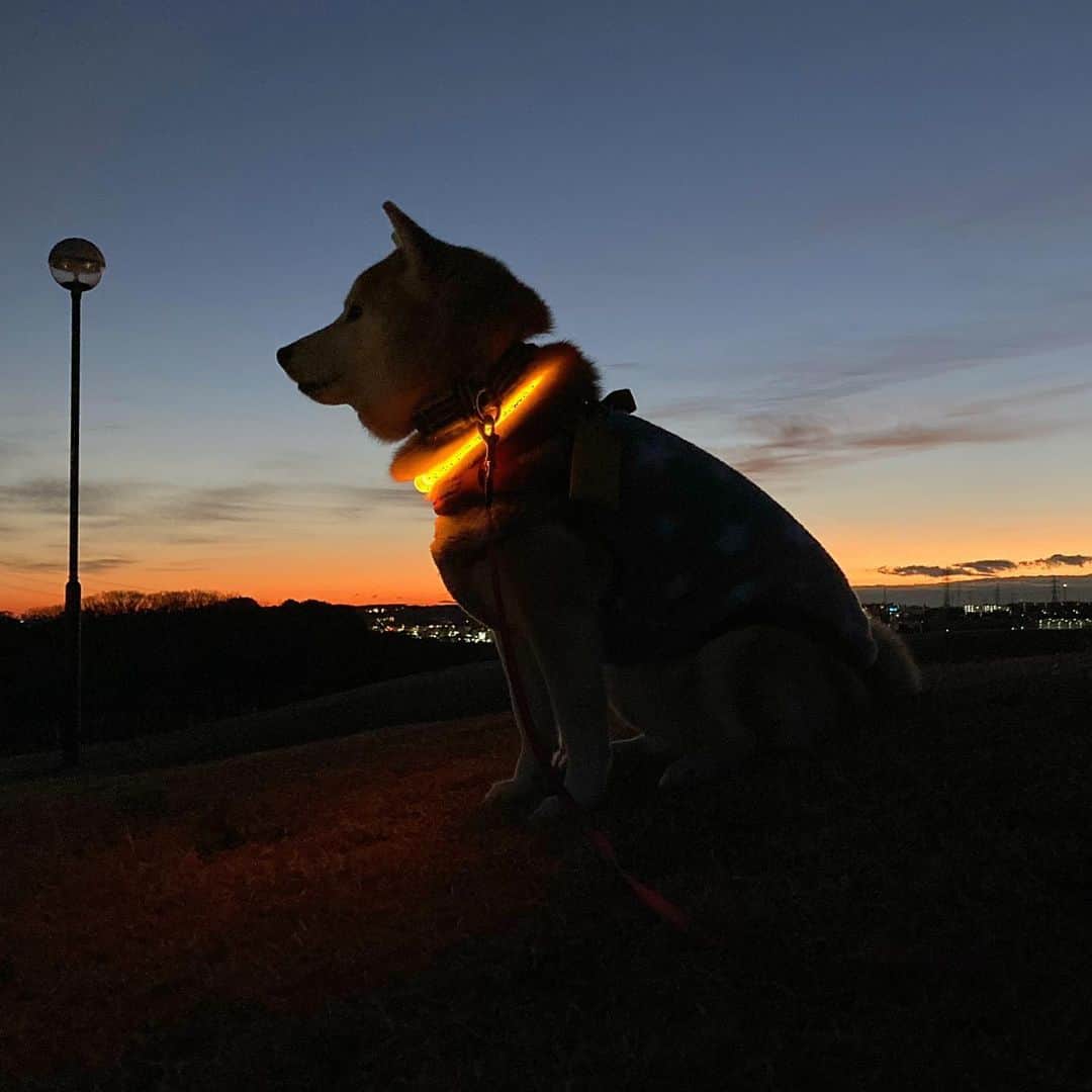 てんパパさんのインスタグラム写真 - (てんパパInstagram)「昨夜の風は治まって冷え込んだ朝。 てんちゃん地方、今日から緊急事態宣言ですが、夜明けを待って日々できることをできるだけ続けていこうと思います。 #朝んぽ　#丘の上のてん　#日々粛々と生きる #日本の名犬」1月8日 6時52分 - tenchan.shiba