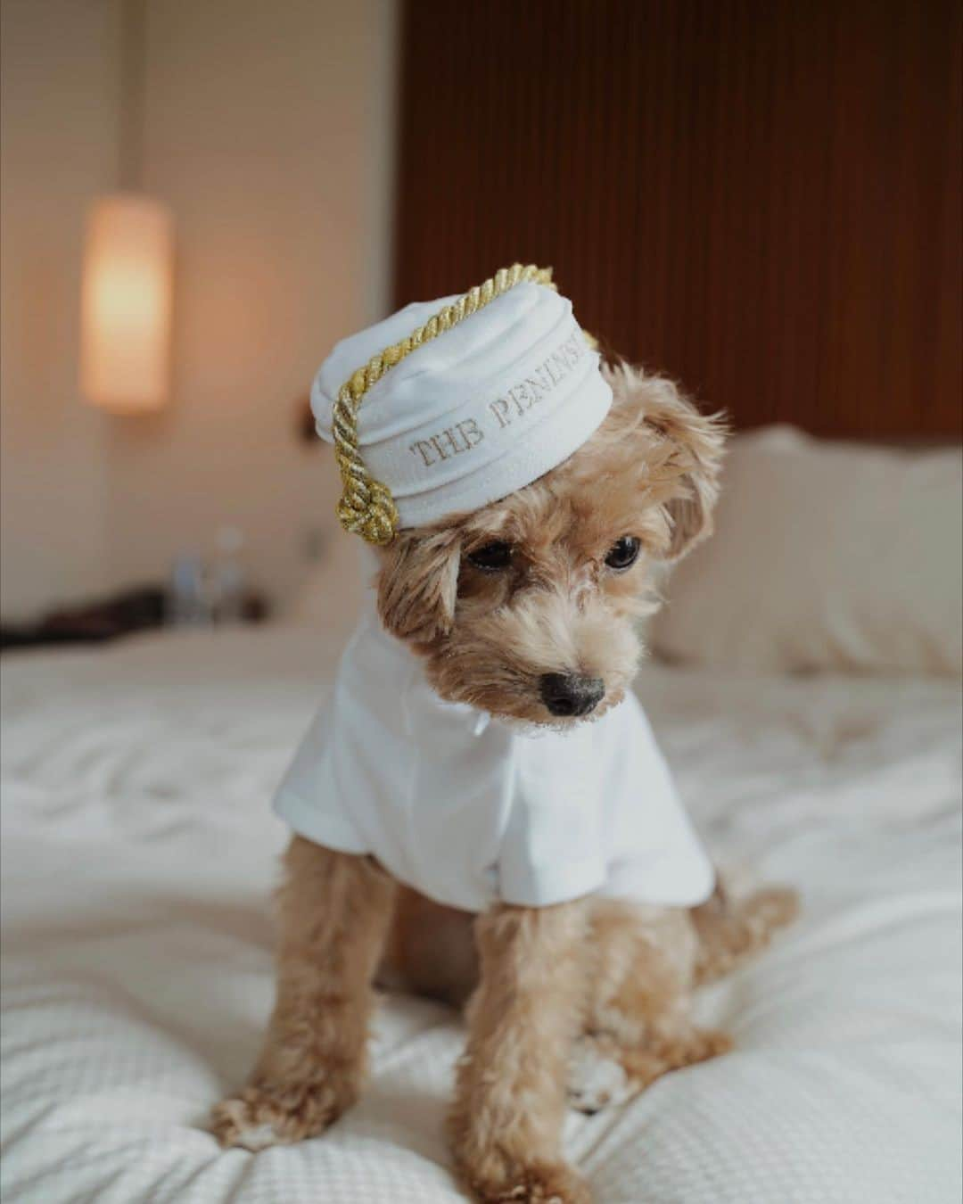 The Peninsula Hotelsさんのインスタグラム写真 - (The Peninsula HotelsInstagram)「It’s a dog’s life at @thepeninsulatokyo. How adorable is @ki.tokyo’s pup dressed as a Peninsula Page? #penmoments #penpets⁣ ⁣ ⁣ ⁣ ⁣ ⁣ #peninsulahotels #luxuryhotelexperience #luxuryexperience #fivestarservice #fivestarhotel #tokyo #staycation #peninsulatokyo #thepeninsulatokyo #dogtravel #dogtraveler #dogtravels」1月8日 7時13分 - peninsulahotels