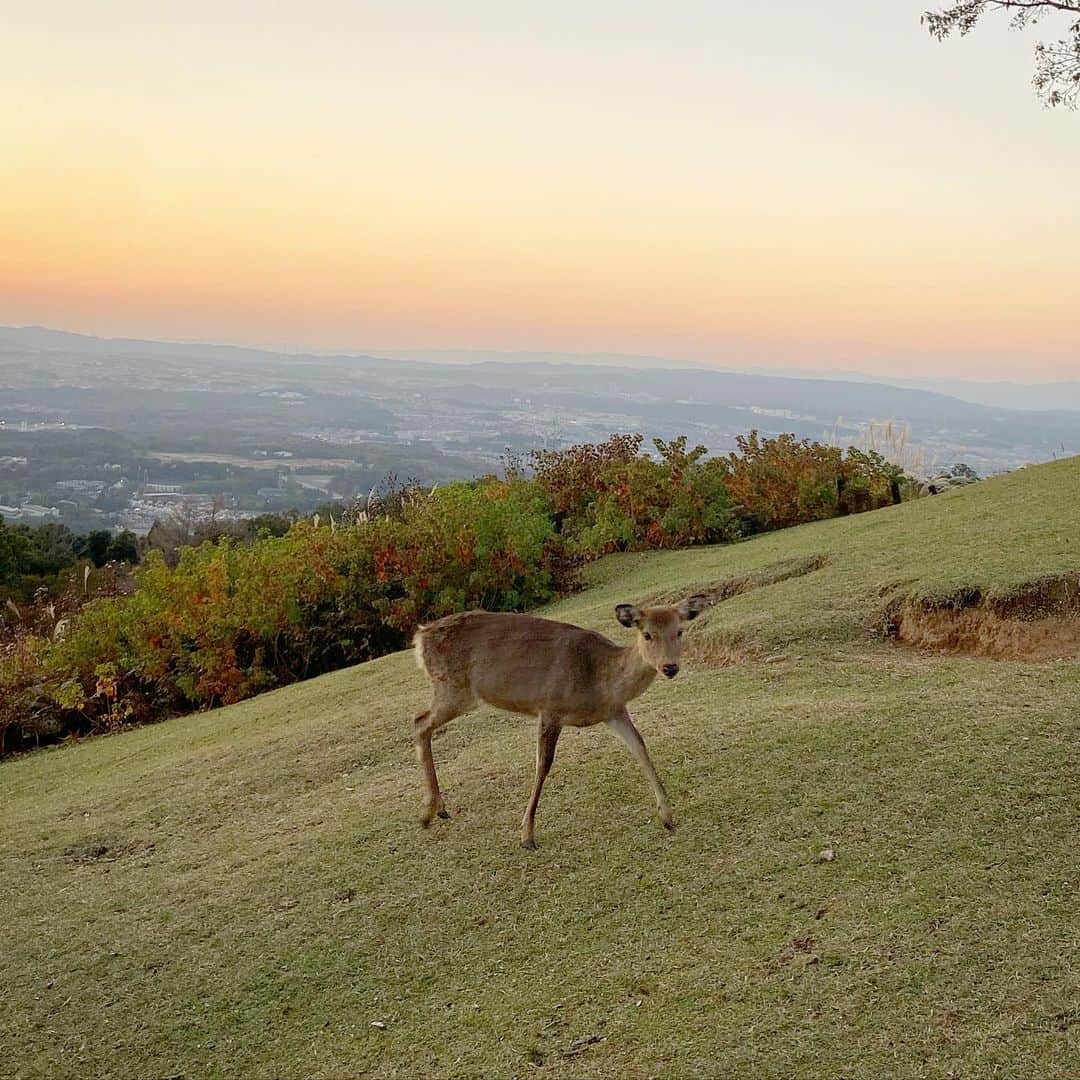 鈴木絢子さんのインスタグラム写真 - (鈴木絢子Instagram)「・ ・ 【初詣 @ジュエリー祈願】 2周年を迎えたツノジュエリー💎 名前の由来は、#幸せを呼ぶ鹿のツノ 🦌です。 ・ ということで、新年のジュエリー祈願は #奈良公園 #春日大社 へ⛩✨ ・ 若草山は鹿と夕焼けのコントラストが美しい✨ ウェディングフォトがとても素敵に撮れるスポットです🤗 ・ 今年は#楽天ツノジュエリー でも、#婚約指輪 #結婚指輪 のラインナップを展開する予定🌟 ・ 0.3ct エタニティリングは2万円〜！ 【数量限定】PT900、0.3ct・H-I,SI-Iクラス https://item.rakuten.co.jp/tsunotokyo/tnsr-0042/ ・ まだまだ終息が見えないコロナ禍だからこそ！ 最強パワーストーン、ダイヤモンドを身につけて。 ジュエリーで気分を高めたいですね🤗🌟 ・ ・ ・ #ジュエリー #楽天1位 #ジュエリーコーディネーター #ジュエリーデザイナー #パワーストーン #ダイヤモンド #エタニティリング #美肌見せジュエリー #指輪 #魔除 #鹿 #女社長 #夕焼け #野生動物  #若草山 #絶景 #diamond #Bambi #sunset #ring #🦌 #💍」1月8日 7時13分 - ayako_suzuki810