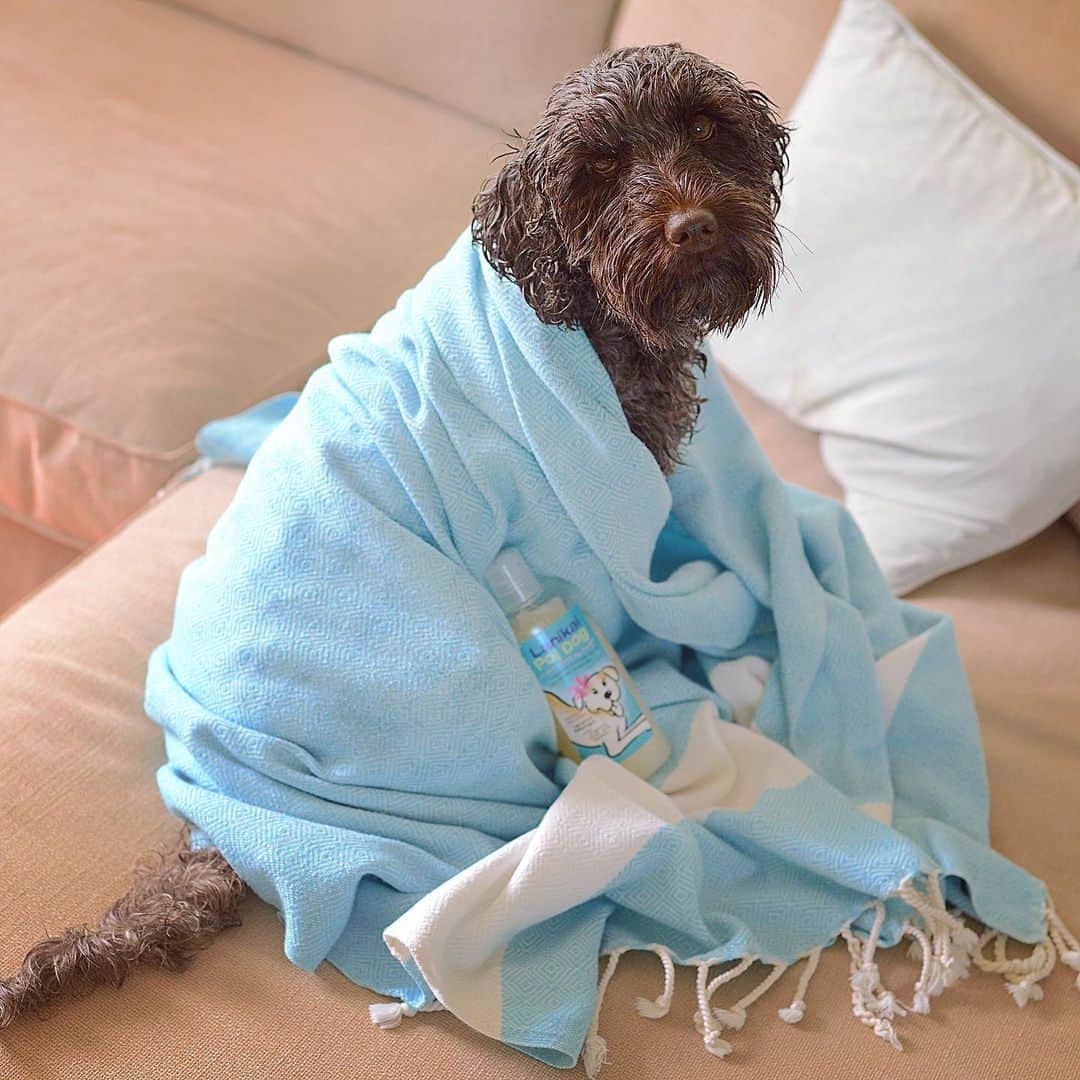 Lanikai Bath and Bodyさんのインスタグラム写真 - (Lanikai Bath and BodyInstagram)「Did someone say T̶u̶r̶k̶i̶s̶h̶ ̶t̶o̶w̶e̶l̶s̶ treats!? ✨NEW colors and designs store (sorry, dog not for purchase).  #dogshampoo #labradoodle #doodle #puppy #love #lanikai #hawaii #natural #organic #mango #dogs #bathtime #spa #towels #turkish #cotton #quality #softtowel」1月8日 7時37分 - lanikaibathandbody