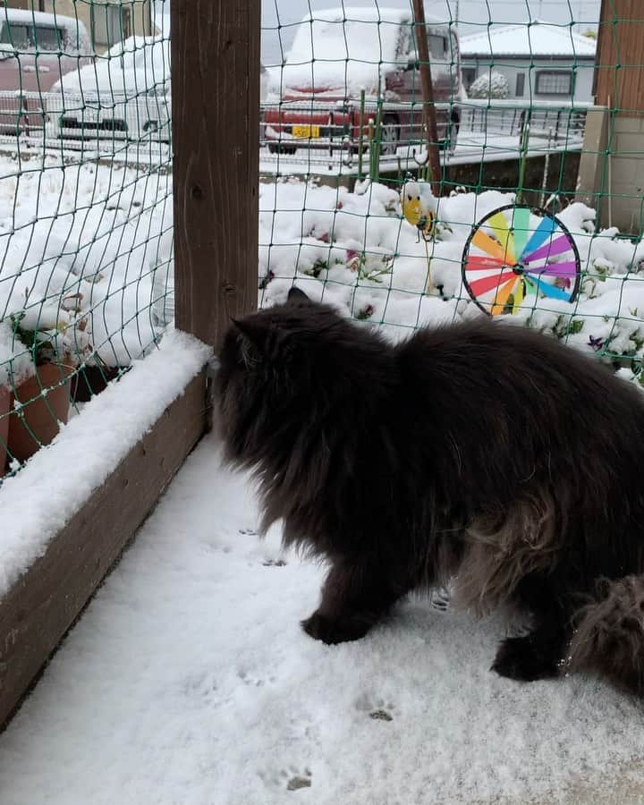 のインスタグラム：「Paw prints 🐾 in the snow ❄️ ⛄️   #cat #cats #catsofinstagram #weeklyfluff #cats_of_instagram #catsoftheworld」