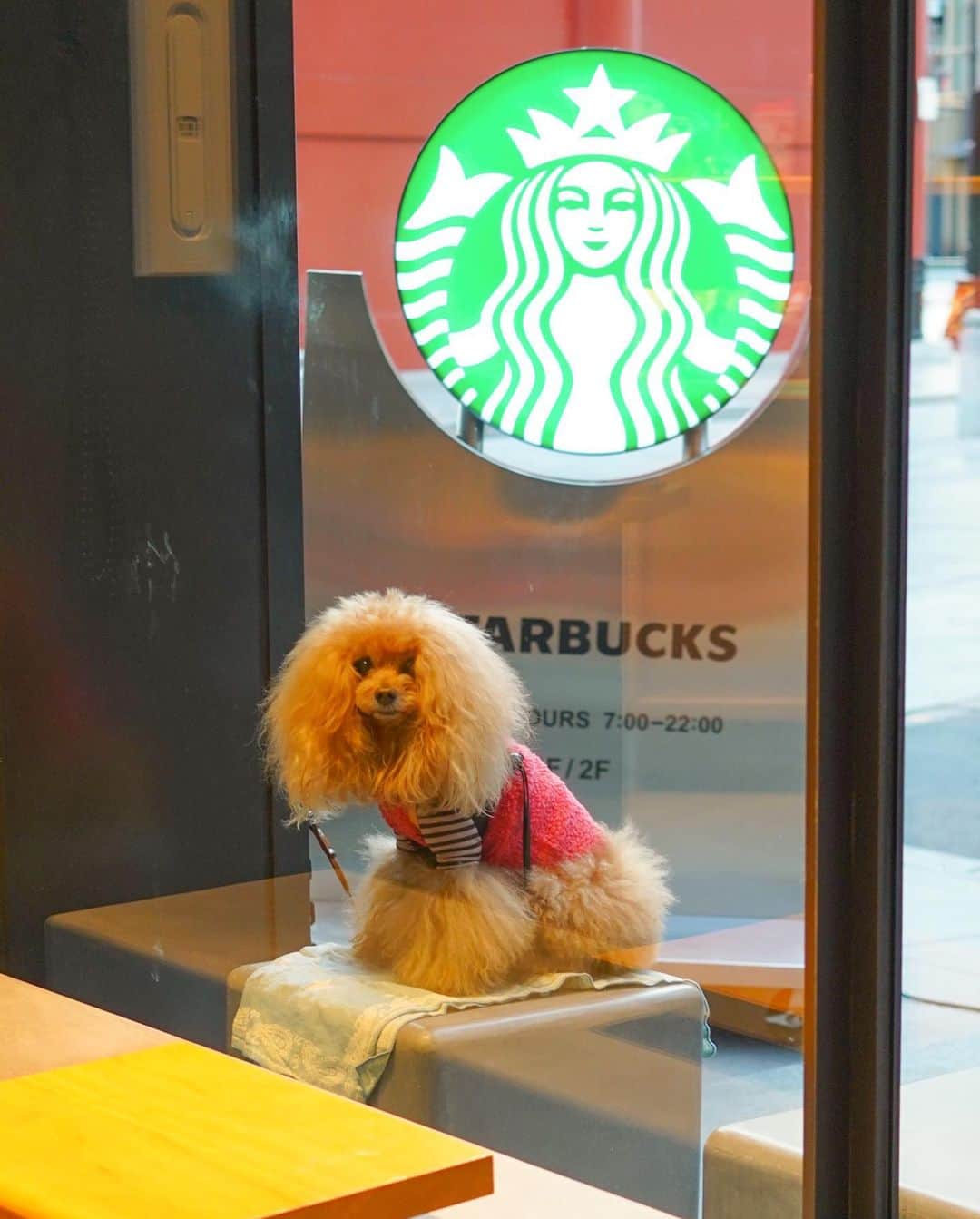 Toypoodle Mikuru?Asakusa Tokyoのインスタグラム：「20200108 Friday. Good morning! Friends 💓  今日も元気にAM6:00から あさんぽ😄 今朝はマイナスの気温。寒い朝です。 風がないのがまだ救いです😣  お散歩帰りに、スタバで暖かい飲み物を☺️ オーダー中は みきゅるんお利口さんで待ってます。 なんか、今日はガン見されてました😅 そのくせ、買い終わって近寄っても気が付かないのはなんで？ あー いつもの塩対応でしたか.......🥲  #あさんぽ #スタバ #スターバックス #starbucksjapan」