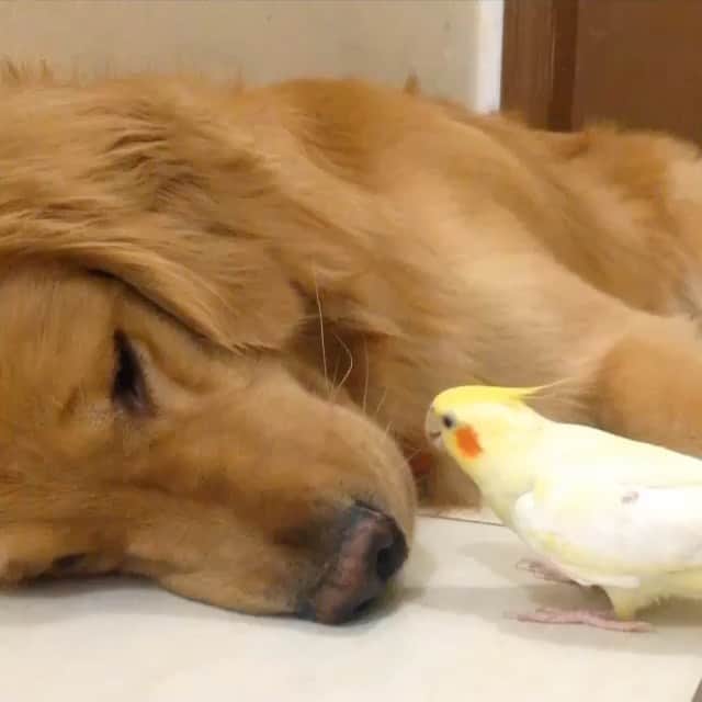 Bobのインスタグラム：「#TBT!!! Quem lembra do Bob escuro assim?! Bicadinha 🐤 na boca não pode né Bob? 😊 . . #pets #photooftheday #petsofinstagram #instagrammers #instagram #instadaily #vejasp #goldenretriever #goldenretrievers #goldenretrieversofinstagram #dogs #dogstyle #dogoftheday #dogsofinstagram #saopaulo #gudfriends #video #dogsvideo #throwbackthursday #throwback #animals #animalsdoingthings」