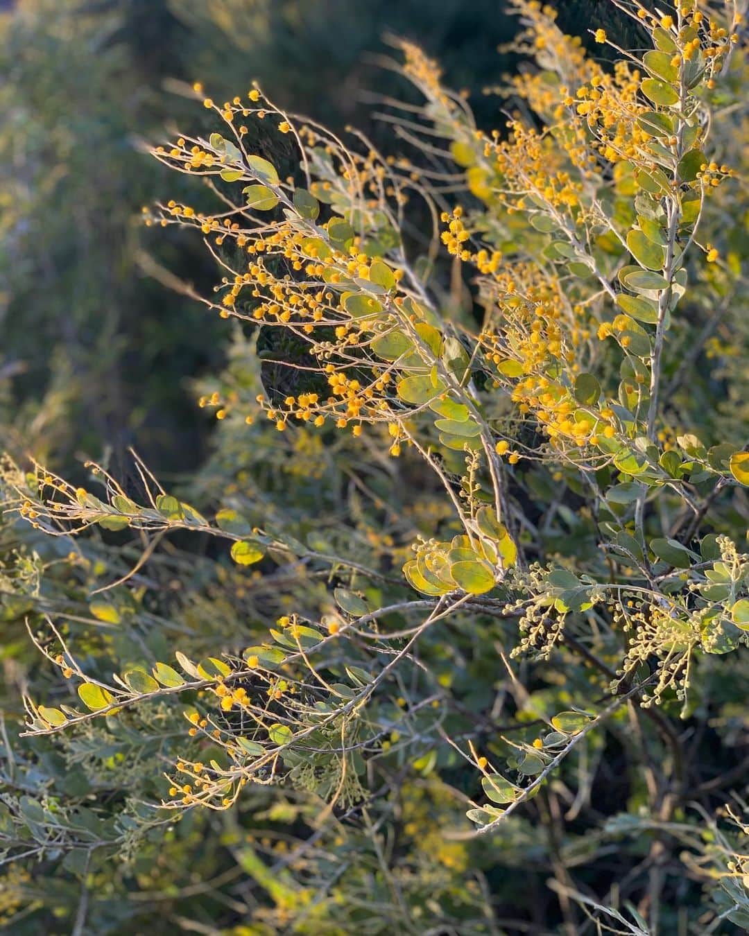 長谷川理恵さんのインスタグラム写真 - (長谷川理恵Instagram)「毎朝この黄色いポンポンを見るのが密かな楽しみだったのですが… 昨日の強風でほとんどいなくなってしまいました😖（画像２枚目） それでも折れずに、何とか耐えてくれたことがせめての救いです。 咲く時期も例年よりかなり早く咲いた我家のミモザ。 すっかりボリュームをなくしてしまったミモザの木を呆然と眺めながら、あらためて自然の厳しさを感じました。 どうか、なるべく毎日穏やかでありますように。  #ミモザ #鎌倉生活 #海辺の暮らし #自然と向き合う #時に優しく #時に荒れまくり #向き合う覚悟」1月8日 8時26分 - rie_hasegawa