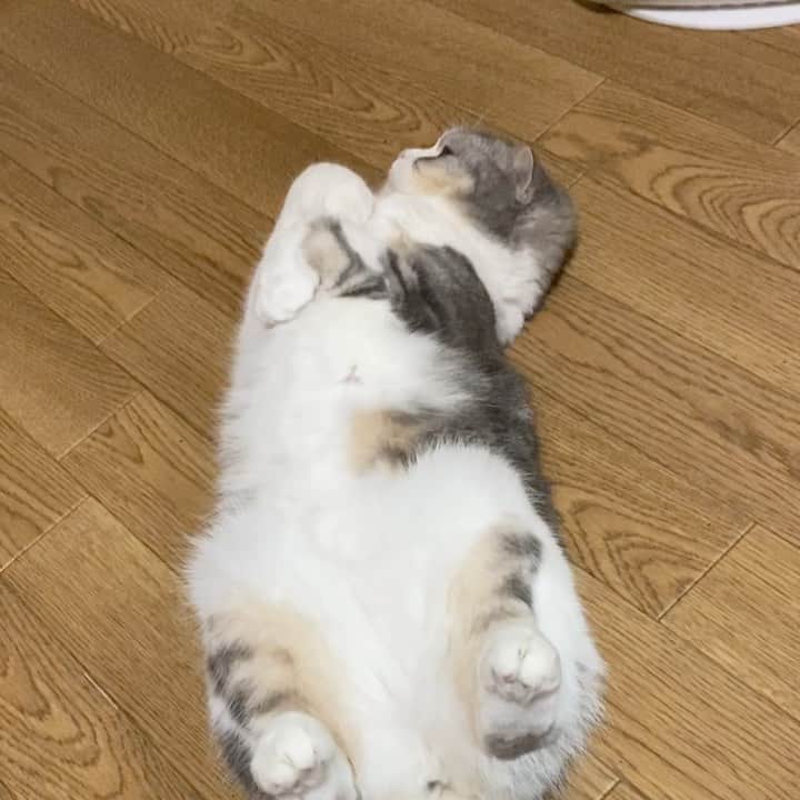 *eri*のインスタグラム：「こんばんは⋆｡˚✩﻿ ﻿ ﻿ ちょっとだけ﻿ 動きますにゃん😸﻿ ﻿ ﻿ 寒いww💦﻿ ヒーターの前でへそ天🥰﻿ ﻿ ﻿ ﻿ ﻿ 2021.1.8﻿ #猫 #ねこ #スコティッシュフォールド #ネコ #ねこ部 #にゃんこ #スコティッシュ#ニャンコ#ペット#スコ#猫部#cat #Scottishfold#へそ天」