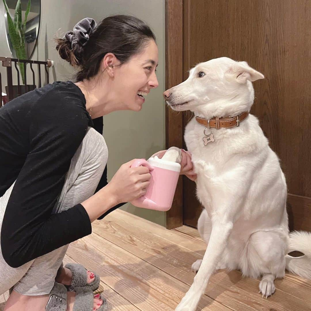 森泉さんのインスタグラム写真 - (森泉Instagram)「Eva loves getting her Paw wash🐾 お散歩のあとは足洗いカップでキレイに✨エバもマッサージ効果で気持ちいいみたい💕」1月8日 19時34分 - izumi.mori