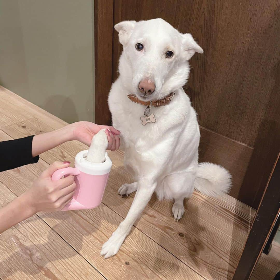 森泉さんのインスタグラム写真 - (森泉Instagram)「Eva loves getting her Paw wash🐾 お散歩のあとは足洗いカップでキレイに✨エバもマッサージ効果で気持ちいいみたい💕」1月8日 19時34分 - izumi.mori