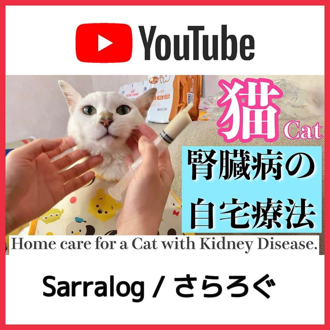 Sarraさんのインスタグラム写真 - (SarraInstagram)「【猫の腎臓病の自宅療法！腎臓の負担を楽にする3つの方法！】 https://youtu.be/LWr-YAU06G8  YouTubeで、🔍さらろぐ / Sarralog で検索！！ ストーリーのハイライトからも見る事が出来ます🥰  腎臓病と戦っている動物達の少しの助けになれればいいなと思います✨  是非チャンネル登録と高評価よろしくお願いします🌷 . . . . #猫#犬#動物#腎臓病#腎臓#腎不全#点滴#皮下注射#皮下点滴#自宅療法#自宅ケア#ケア#ラクテック#ユーチューブ#ユーチューバー#cat#dog#animal#kidneydisease#kidney#youtube#youtuber」1月8日 19時35分 - sarra31247