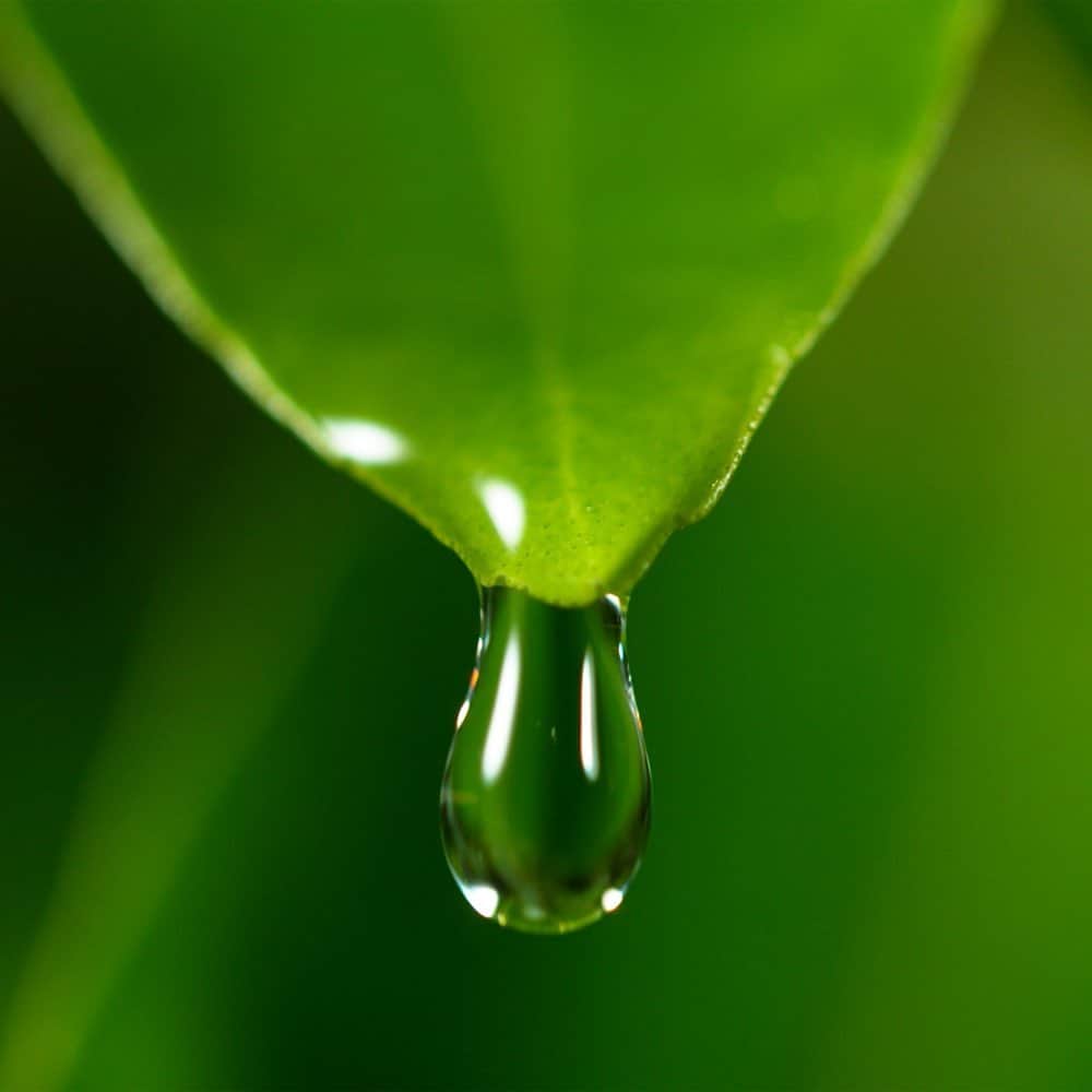 Rêveur(レヴール) のインスタグラム：「フィトプロテインの「フィト」とは「植物」を意味します。  「フィト」を用いた言葉で、植物の強さと優しさを活用した「フィトテラピー（植物療法）」が存在しています。これは世界中で活用され、日本でも 統合医療の一環として採用されているなど、美容感度の高い方たちも注目しているヘルスケア療法です。  レヴールでも、植物のイメージとして根付いた “優しい”だけでなく、 生きる力や強さを実感してほしいという想いから 植物＝フィトと呼び、植物由来の成分を贅沢に配合しています。  @reveur_official @reveur_shopmap #レヴール #reveur #フィトプロテイン #プロテインシャンプー #ヘアケア #たんぱく質#プロテイン #プロテイン女子 #ノンシリコンシャンプー #植物性たんぱく質 #ツヤ髪#艶髪 #美髪 #ダメージケア #保湿 #ヘアケア用品 #頭皮ケア #サラサラ #幹細胞コスメ#植物性 #美髪細胞 #シャンプー #トリートメント」
