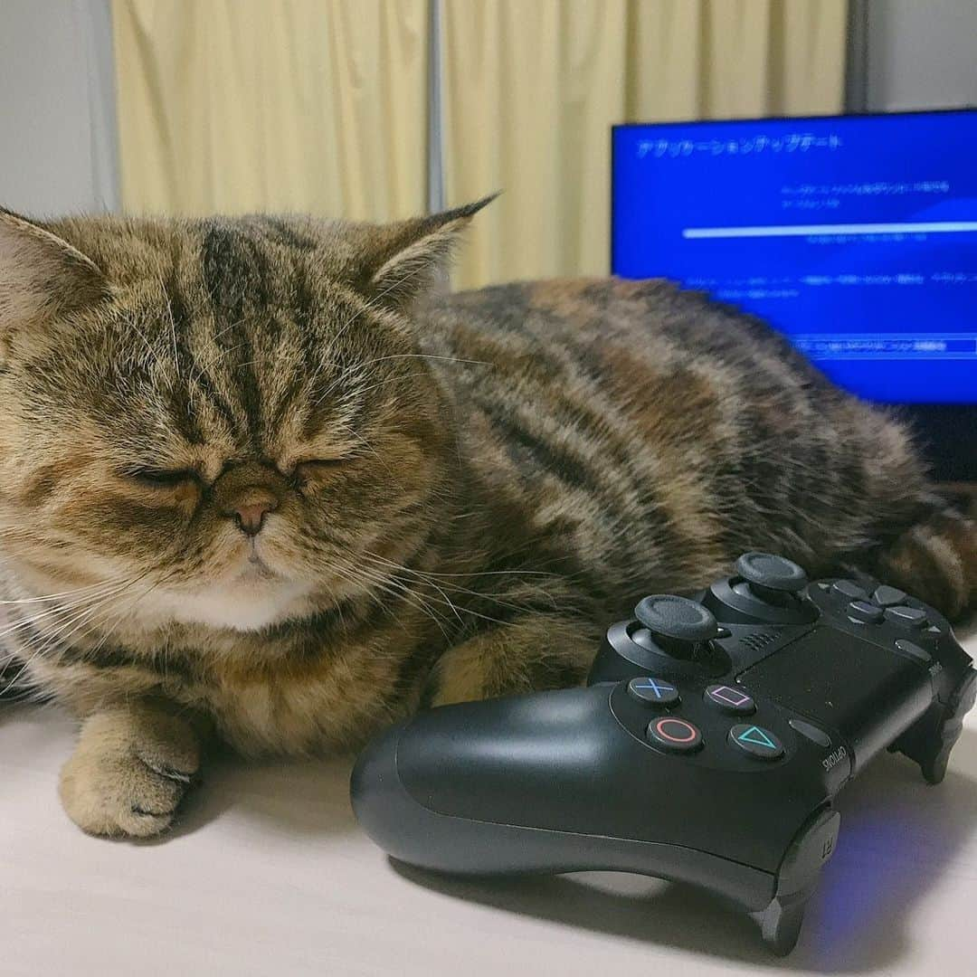 デカキンのインスタグラム：「エイペックスのアップデート待ちのミニたん  #可愛い  #cat」