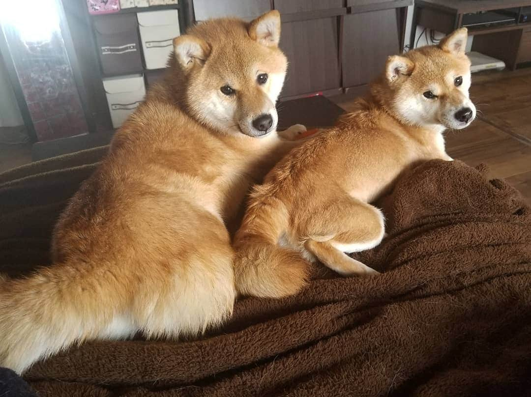 柴犬たま Shibainu Tamaのインスタグラム