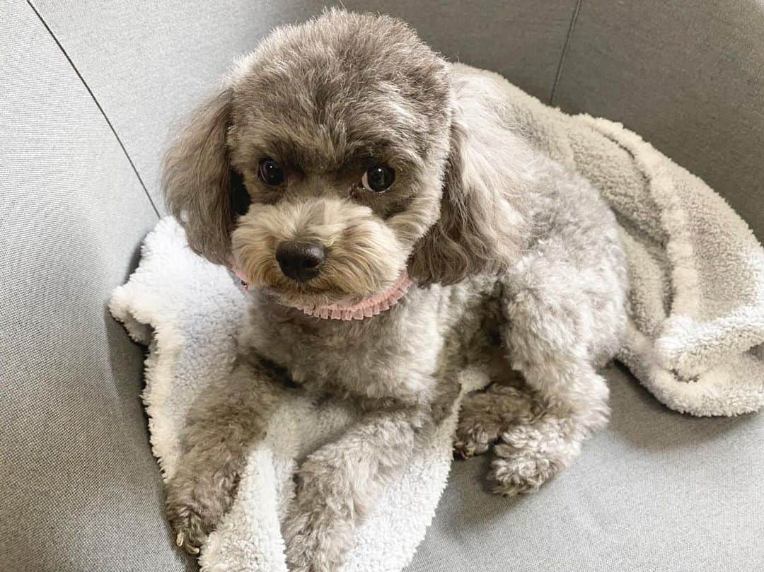 Mai Wakimizuのインスタグラム：「今日から仕事始め。カプリにとっても仕事始めでした♡席を外した隙にちょこん。1番のブランケットはカプリです＼(^o^)／皆様、今年もLINKABLEそしてカプリをどうぞ宜しくお願いします♡ #愛犬カプリ#トイプードル」