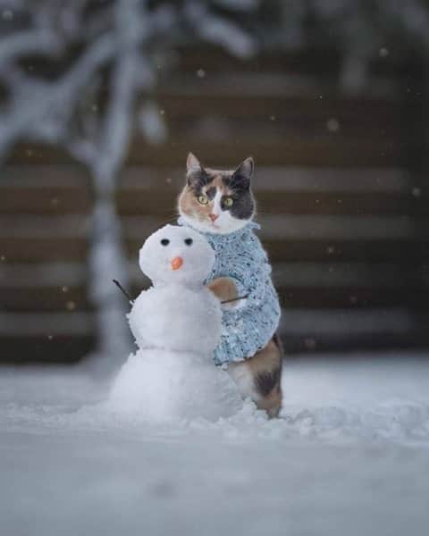 Aww Clubさんのインスタグラム写真 - (Aww ClubInstagram)「Do you want to build a snowman ⛄️⠀ ⠀ 📷@itsmistycat ⠀ ⠀ #meowed #itsmistycat #winterwonderland #⛄️」1月8日 19時00分 - meowed