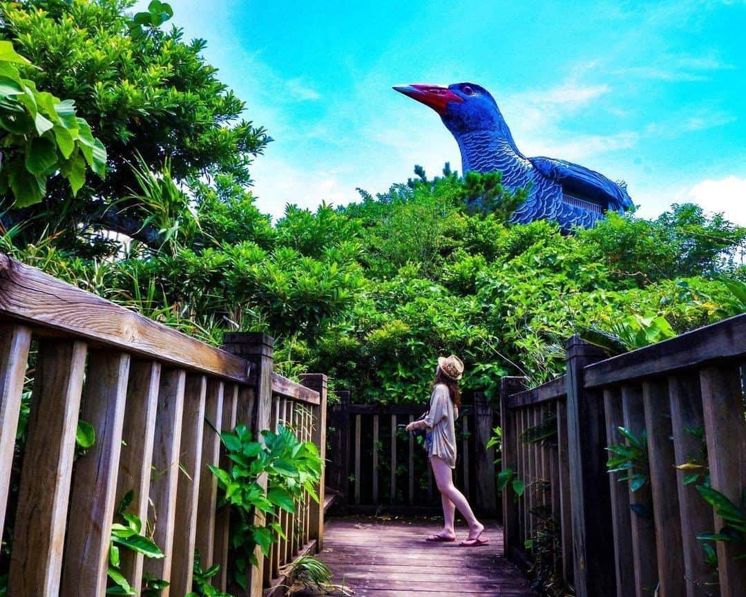 Be.okinawaのインスタグラム：「How lucky to see a real Okinawan Rail (an indigenous bird species) in the vast forest of Yanbaru! If not, here’s an impressive huge Okinawan Rail-shaped observatory.  📍: Yanbaru Kuina Observatory 📷: @mayumi_0712 Thank you very much for the wonderful photo!  The flightless bird Yanbaru kuina or “Okinawan Rail" is a wildlife treasure which lives only in the northern part of the main island. The actual bird is rare to encounter, but here you can always see a huge, realistically reproduced figure!  Hold on a little bit longer until the day we can welcome you! Experience the charm of Okinawa at home for now! #okinawaathome  Tag your own photos from your past memories in Okinawa with #visitokinawa / #beokinawa to give us permission to repost!  #yanbaru #gallirallusokinawae #observatory #山原 #ヤンバルクイナ展望台 #ヤンバルクイナ #展望台 #얀바루 #전망대 #japan #travelgram #instatravel #okinawa #doyoutravel #japan_of_insta #passportready #japantrip #traveldestination #okinawajapan #okinawatrip #沖縄 #沖繩 #오키나와 #旅行 #여행 #打卡 #여행스타그램」