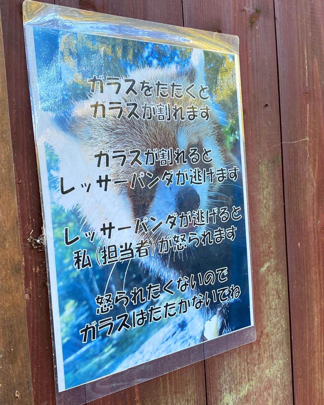 岩村菜々美さんのインスタグラム写真 - (岩村菜々美Instagram)「#大人になって怒られたくない #怒られてるとこ見たくない #想像もしたくない だから #ガラスは叩かないで #biopark  #nagasaki」1月8日 19時28分 - nanami1120
