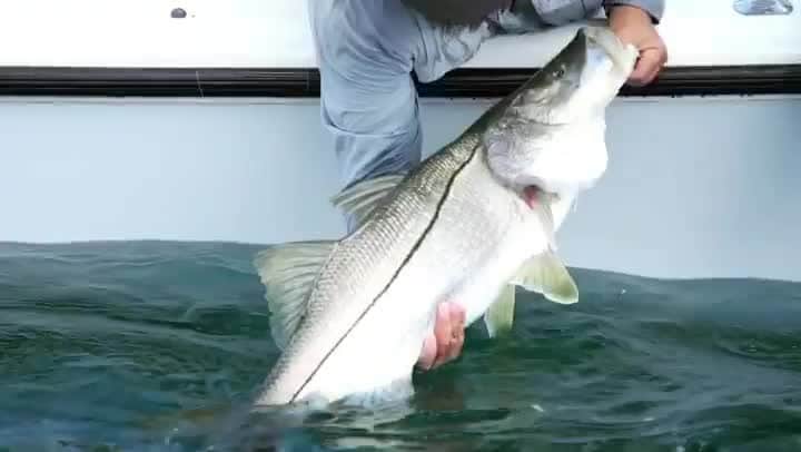 シマノ｜Fishingのインスタグラム：「@CarterAndrewsFishing exchanges jabs with a giant linesider in Martin County. Are snook the strongest pound-for-pound inshore species?  #FishShimano #SnookFishing #Snook #CatchAndRelease」