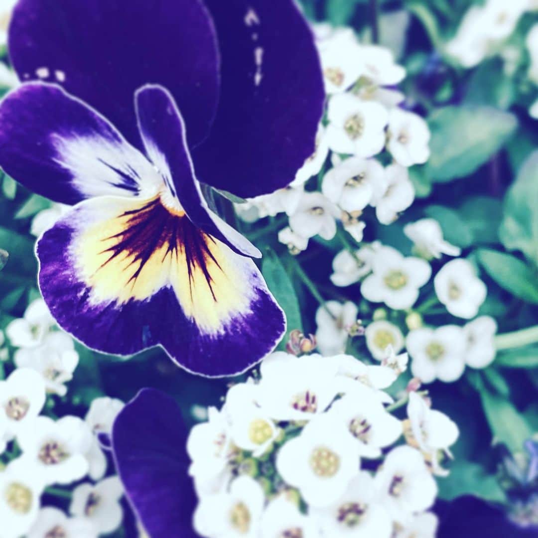 中野敬久さんのインスタグラム写真 - (中野敬久Instagram)「#flowers #flowersoflife #purple #hope #white」1月8日 10時32分 - hirohisanakano
