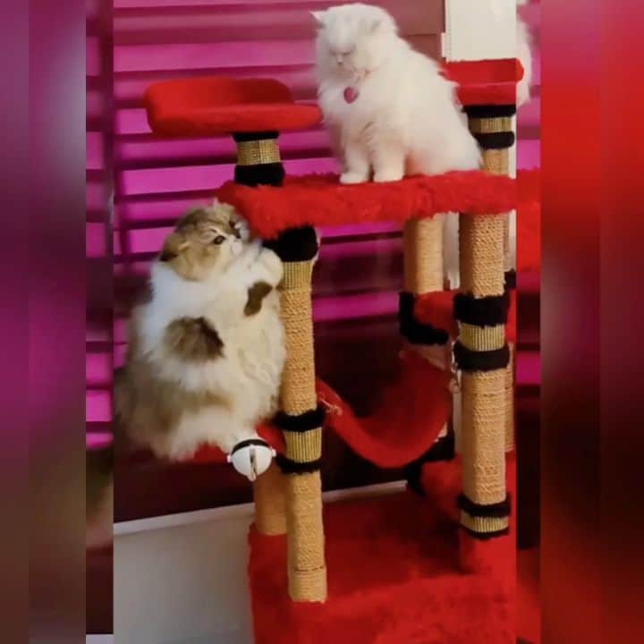 Kenshin & Chloeyのインスタグラム：「Battle of the cuties 🐵☺」