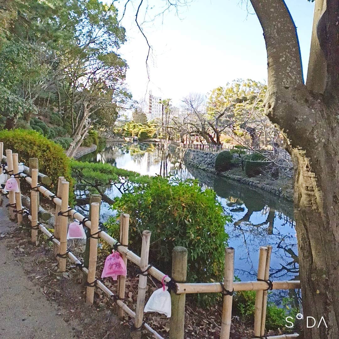 松本隆博のインスタグラム：「。 久々の道後公園なう。 散歩しに来たものの、、 さぶぅ~~~耳ちぎれる ……ちぎれへんちぎれへん (￣▽￣;)  一句！ お湯恋しき… 正岡しきも… 温恋しき」