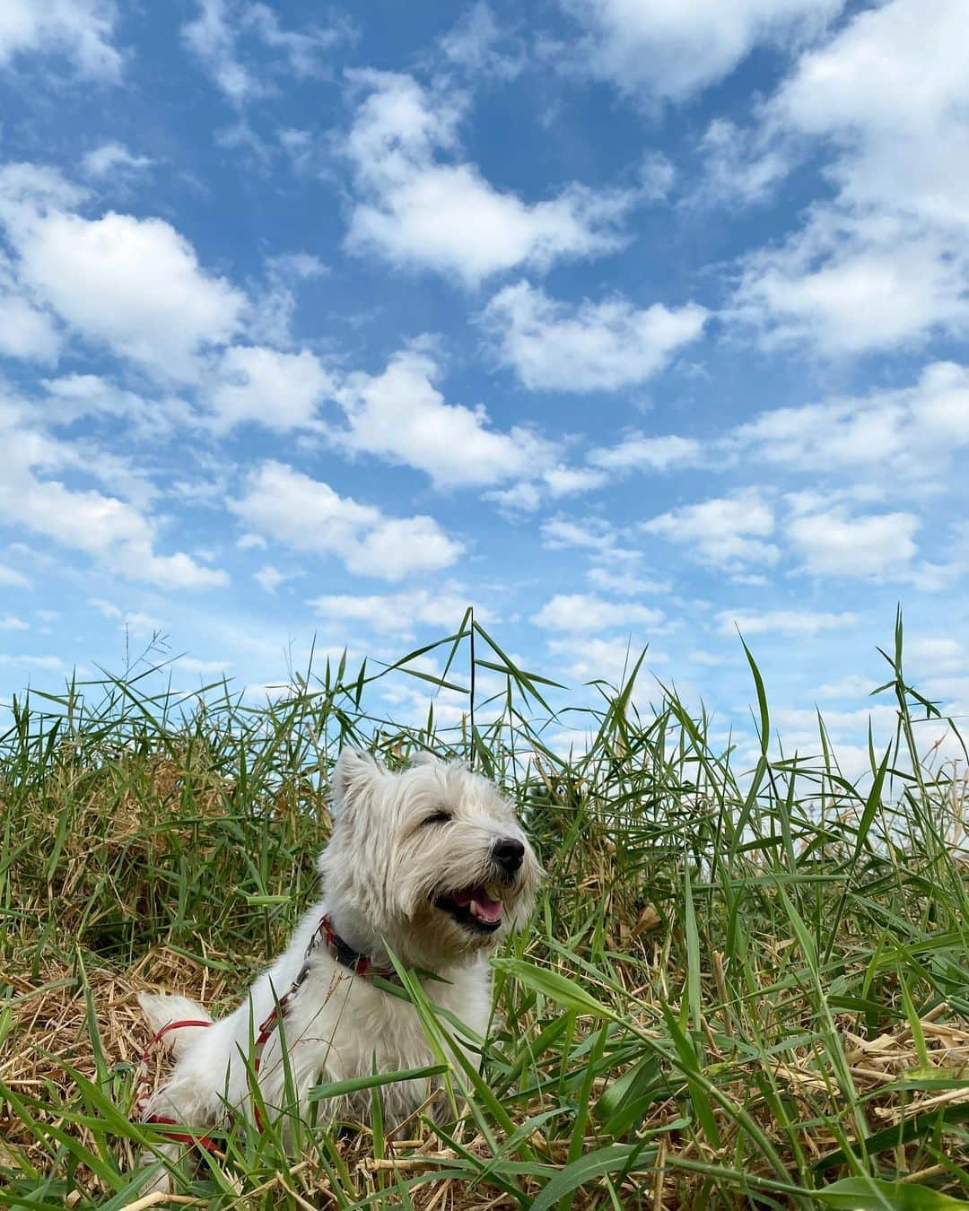 Hoykong&Plamuekさんのインスタグラム写真 - (Hoykong&PlamuekInstagram)「Good morning. Have a nice day everyone 😊 #plamuek_westies」1月8日 11時12分 - hoykongplamuek