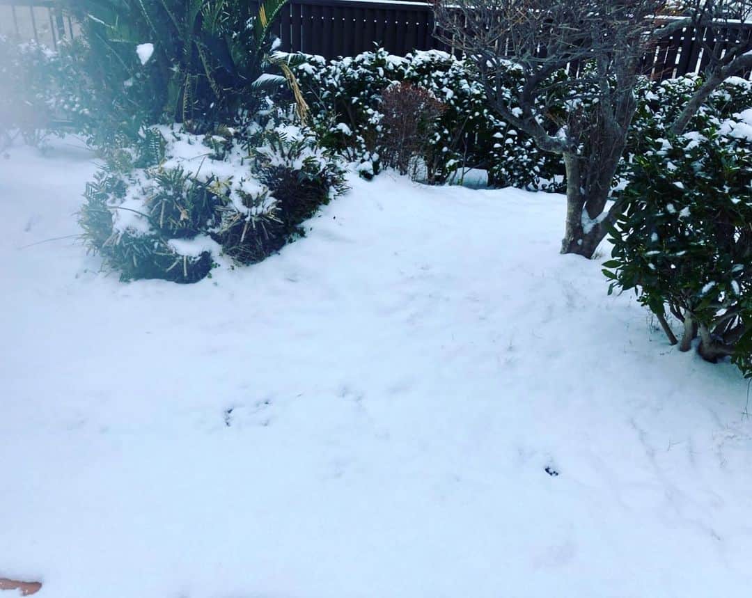 木原さとみさんのインスタグラム写真 - (木原さとみInstagram)「東京もとても寒い朝ですが、実家のある福岡は雪が積もってるーーー！ お友達からも連絡きましたが、スリップ事故が多発してるみたいです。 気をつけて下さい。 ２枚目は昨日。うっすらだったのにね。 #雪　#福岡　#寒そう」1月8日 11時35分 - satop0704