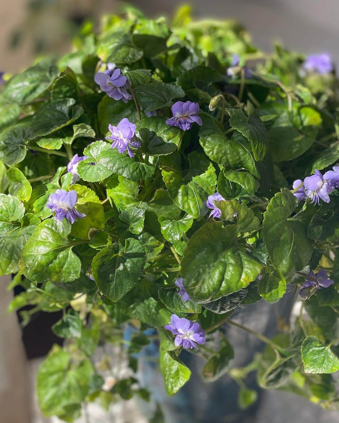 山中崇史のインスタグラム：「ベランダの鉢植えの花が元気だ。朝晩はとても寒いのに…頑張っている。 #花  #パルマスミレ  #ビオラ  #シクラメン  #ラッパスイセン」