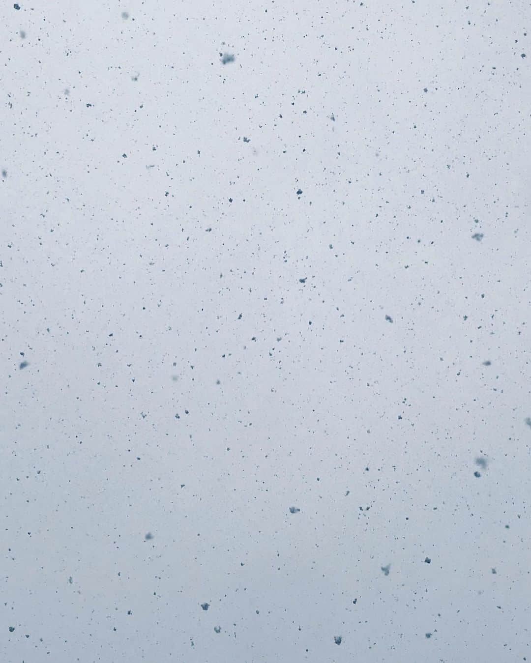 本多哲郎さんのインスタグラム写真 - (本多哲郎Instagram)「雪がしんしんと」1月8日 11時51分 - hane_tetsu