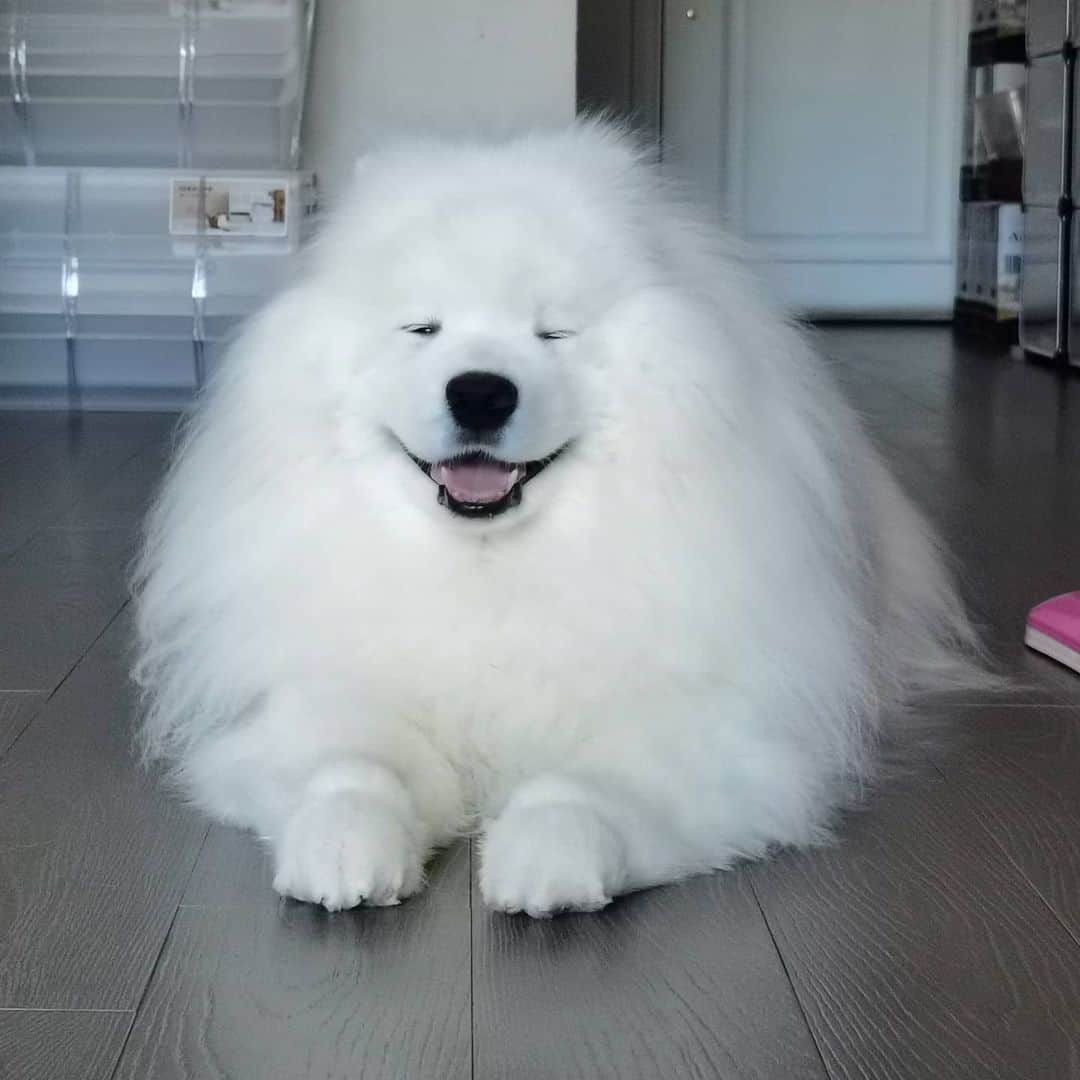 Alex Toのインスタグラム：「😘😘😘 #cute #dog #doglover #dogsofinstagram #dogoftheday #dogofthedayjp #dogstagram #fluffy #hkig #hongkong #ilovemydog #instadog #instagood #instamood #instagraphy #instapic #samoyedoninstagram #pet #petlovers #petsofinstagram #petstagram #photooftheday #puppy #pupsofinstagram #samoyed #samoyedsofinstagram #webstagram #犬 #サモエド」